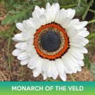 Monarch Of The Veld Seeds Venidium Venidium uosum Easy to Grow
