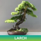 Larch Seed Easy to Grow