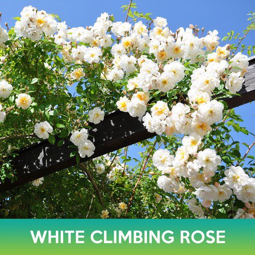 White Climbing Rose Seeds Easy to Grow