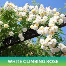White Climbing Rose Seeds Easy to Grow