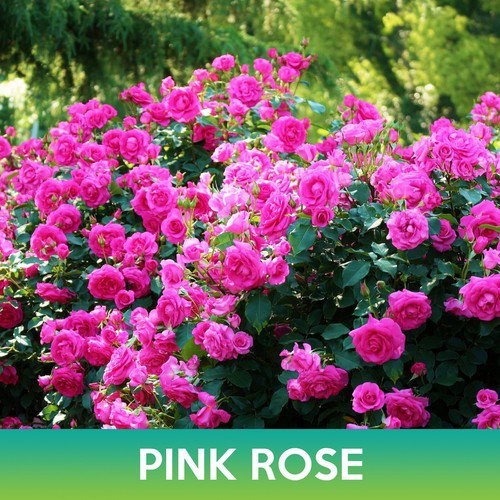 Pink Rose Seeds Easy to Grow