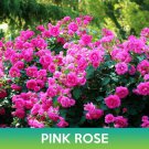 Pink Rose Seeds Easy to Grow
