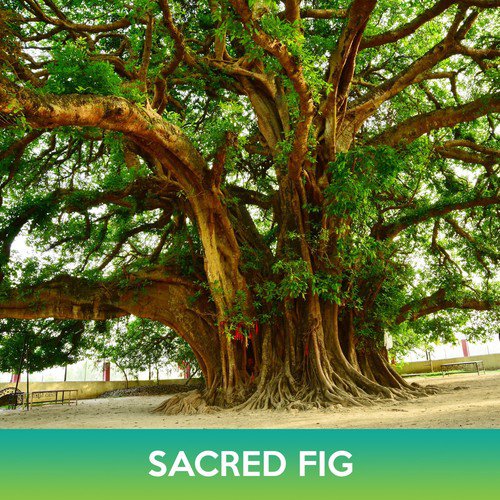 Sacred Fig Seed Easy to Grow