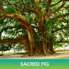 Sacred Fig Seed Easy to Grow