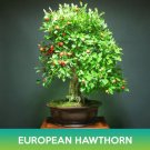 European Hawthorn Tree Seeds Crataegus Monogyna Easy to Grow