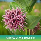 Showy Milkweed Seeds Asclepias Speciosa Easy to Grow