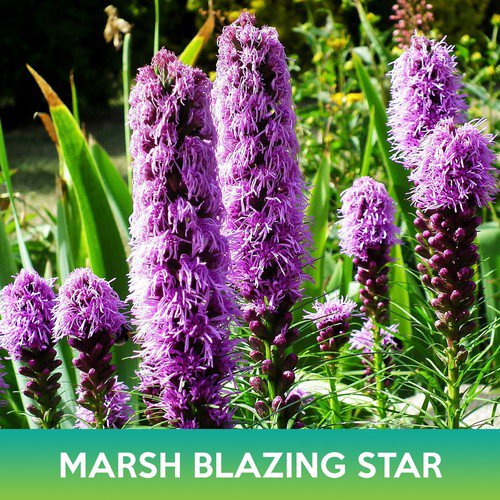 Marsh Blazing Star Seeds Liatris Spicata Easy to Grow