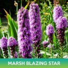 Marsh Blazing Star Seeds Liatris Spicata Easy to Grow