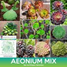 Aeonium Succulent Mix Seeds Combined On 500 Seed Varieties Easy to Grow