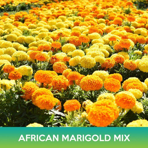 African Marigold Flower Mix Seeds Tagetes Erecta Combined  Easy to Grow