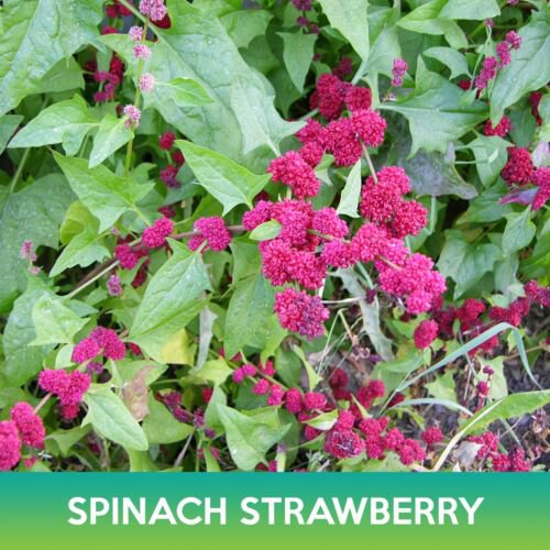 Spinach Strawberry Seeds Chenopodium Capitatum Easy to Grow