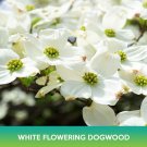 White Flowering Dogwood Seeds Cornus Florida Easy to Grow