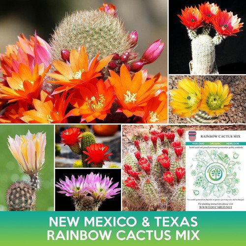 New Mexico And Texas Rainbow Cactus Mix Seeds Echinocereus Dasyacanthus Easy to Grow