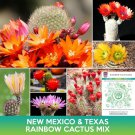 New Mexico And Texas Rainbow Cactus Mix Seeds Echinocereus Dasyacanthus Easy to Grow