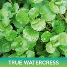 True Watercress Seeds Easy to Grow