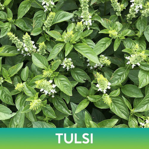 Tulsi Basil Seeds Holy Basil Easy to Grow