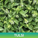 Tulsi Basil Seeds Holy Basil Easy to Grow