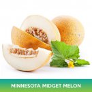 Minnesota Midget Melon Seeds Easy to Grow