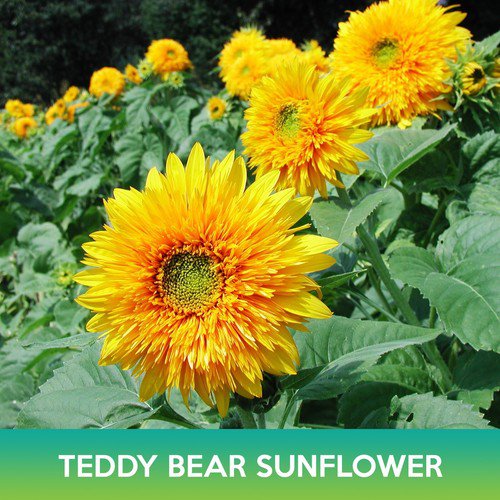 Teddy Bear Sunflower Seed Easy to Grow
