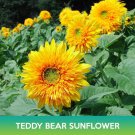 Teddy Bear Sunflower Seed Easy to Grow