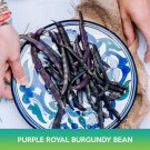 Purple Royal Burgundy Bean Seeds Easy to Grow