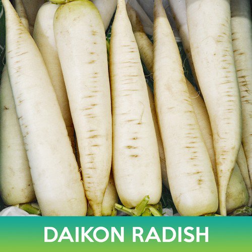 Daikon Radish Seeds White Radish Easy to Grow