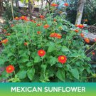 Mexican Sunflower Seeds Tithonia Rotundifolia  Easy to Grow