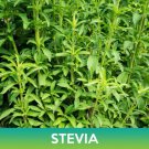 Stevia Seeds Stevia Rebaudiana Easy to Grow