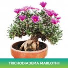 Trichodiadema Marlothii Succulent Seed Easy to Grow
