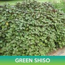 Green Shiso Seeds Easy to Grow