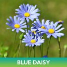 Blue Daisy Seeds Felicia Heterophylla Easy to Grow