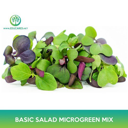 Basic Salad Microgreens Mix Seeds Easy to Grow