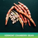 Vermont Cranberry Bean Seeds Borlotti Bean Easy to Grow
