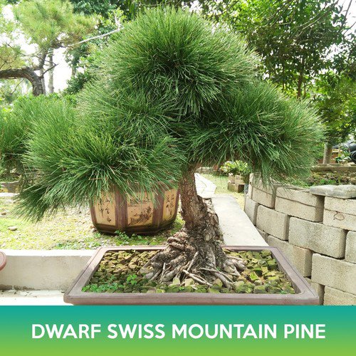 Dwarf Swiss Mountain Pine Seed Easy to Grow
