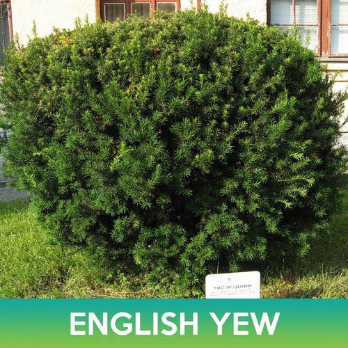 English Yew Tree Seeds Common Yew Taxus Baccata Easy to Grow