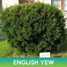 English Yew Tree Seeds Common Yew Taxus Baccata Easy to Grow