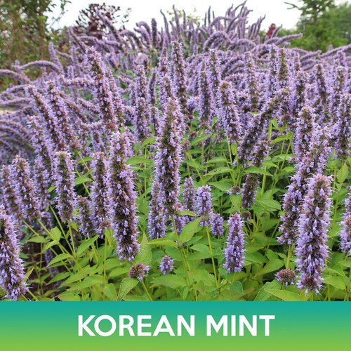 Korean Mint Seeds Purple Giant Hyssop Agastache Rugosa Easy to Grow
