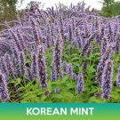 Korean Mint Seeds Purple Giant Hyssop Agastache Rugosa Easy to Grow