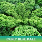 Curly Blue Kale Seeds Brassica Oleracea Var Sabellica Easy to Grow