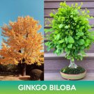 Ginkgo Biloba Seed Easy to Grow