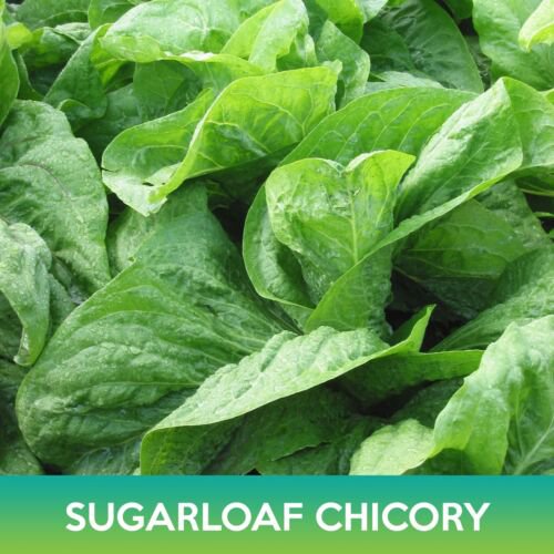 Sugarloaf Chicory Seeds Easy to Grow
