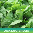 Sugarloaf Chicory Seeds Easy to Grow
