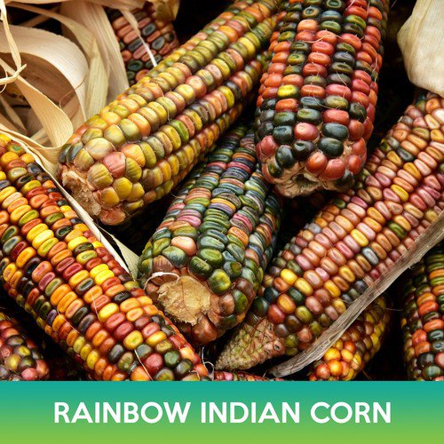 Rainbow Indian Corn Seeds Flint Corn Easy to Grow