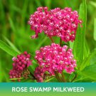 Rose Swamp Milkweed Seeds Asclepias Incarnata Easy to Grow