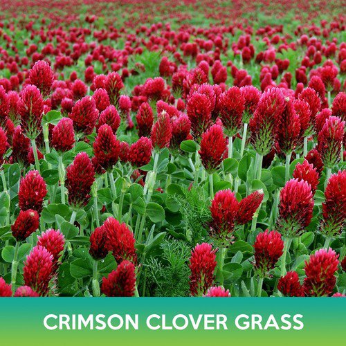 Crimson Clover Grass Seeds Easy to Grow