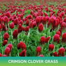Crimson Clover Grass Seeds Easy to Grow