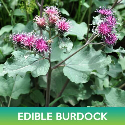 Edible Burdock Seeds Arctium Lappa Easy to Grow