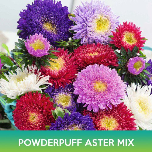 Powderpuff Aster Flower Mix Seeds Callistephus Chinensis Easy to Grow