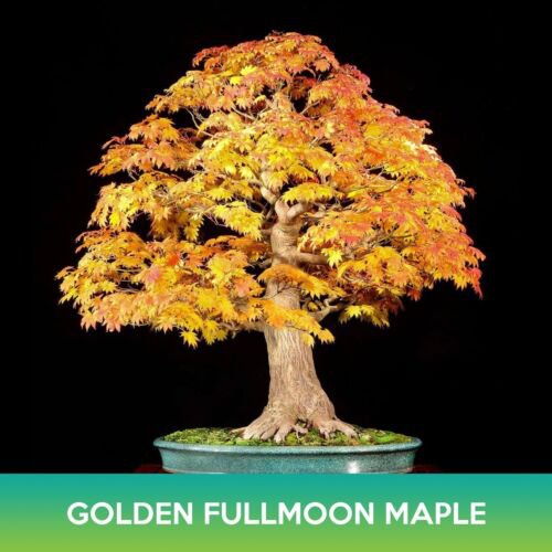 Golden Fullmoon Maple Seeds Acer Shirasawanum Var Aureum Easy to Grow