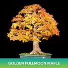 Golden Fullmoon Maple Seeds Acer Shirasawanum Var Aureum Easy to Grow